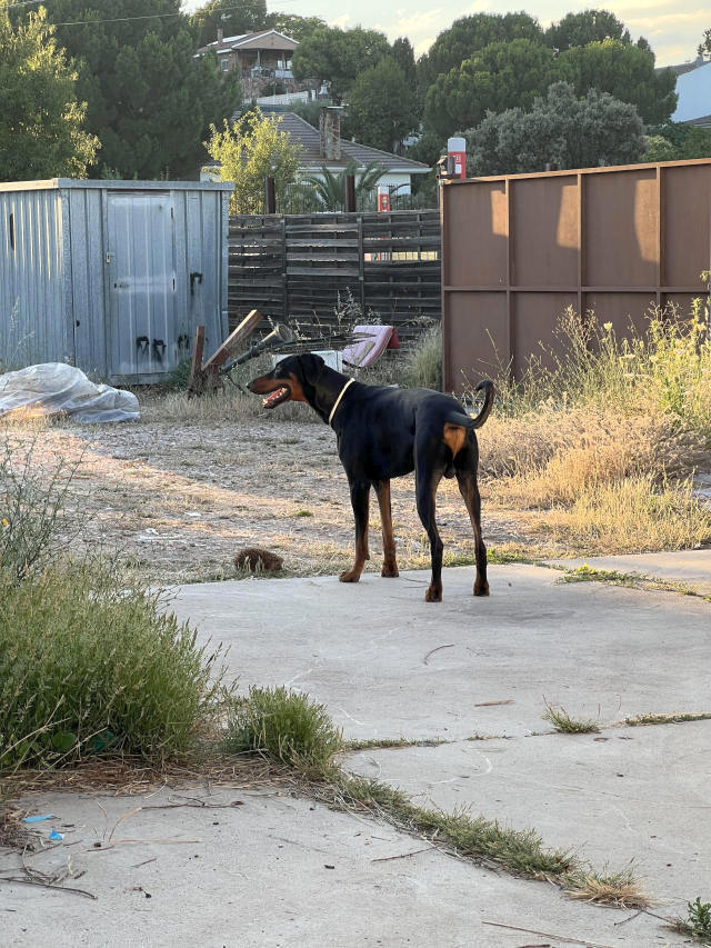 DOBERMAN EN ADOPCION - foto 2